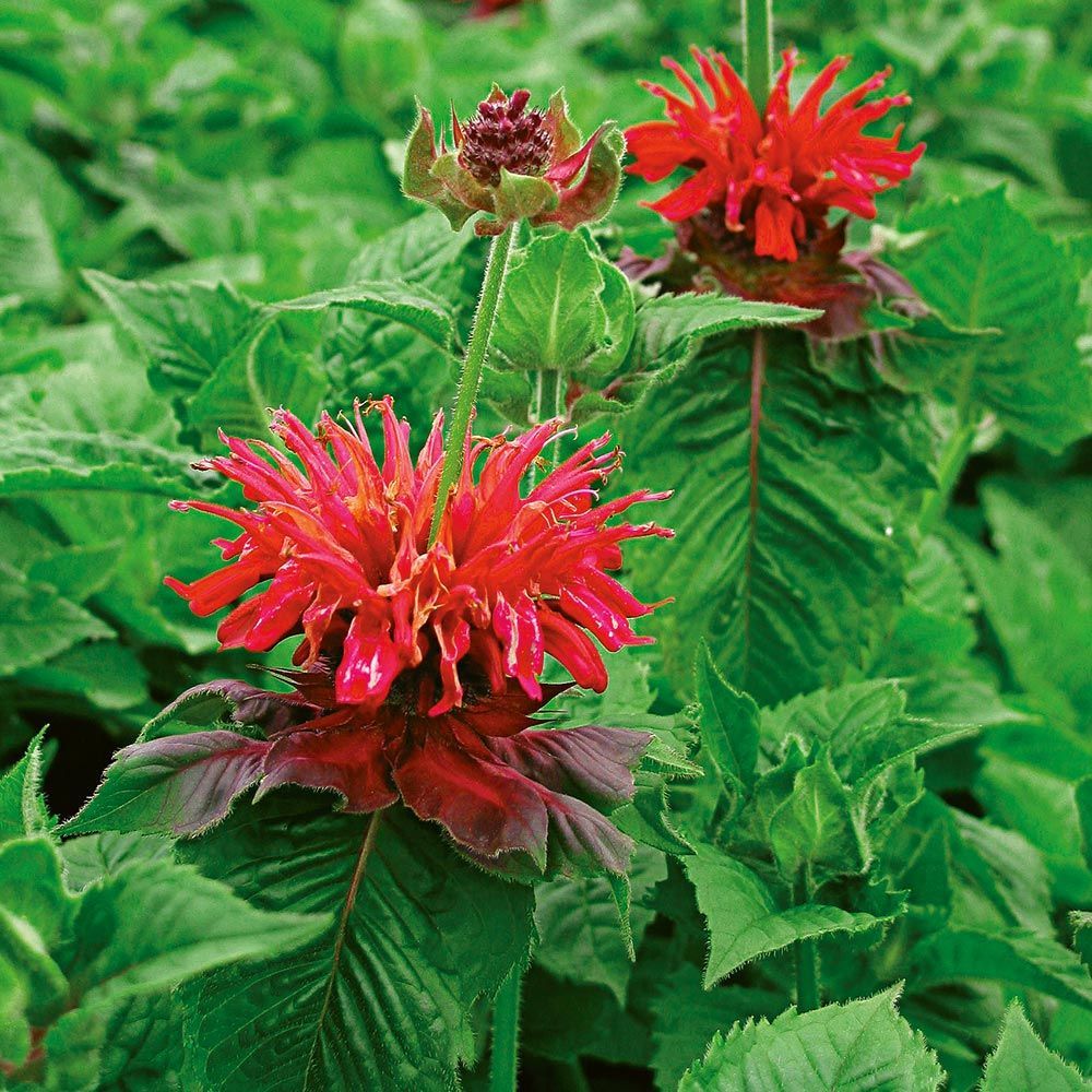 Fireball Bee Balm