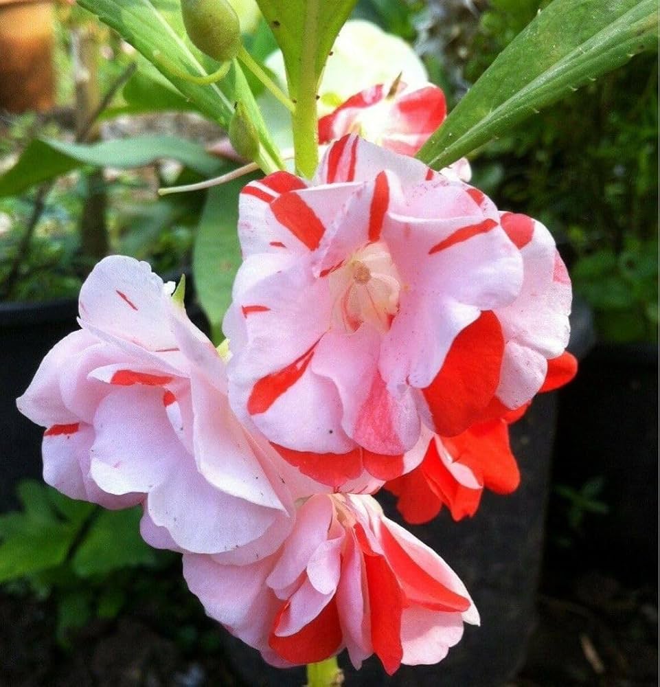 Balsam Single Seeds