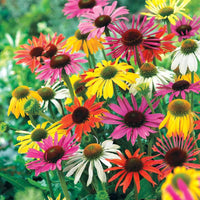 Hybridizer's Coneflower Mixture Super Sak