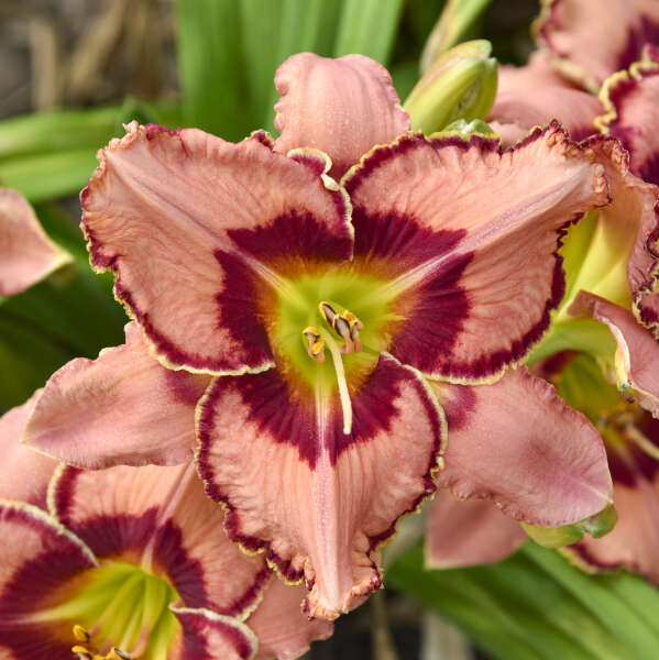 Fearfully and Wonderfully Made Reblooming Daylily