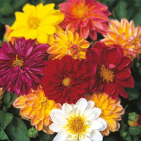 Dahlia Figaro Mixed Color Flower Seeds