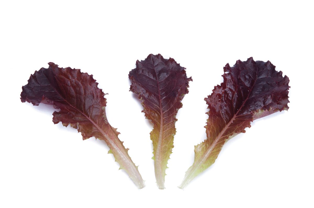 Alboreto – Lettuce Seed