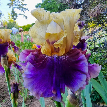 Triple Dip Reblooming Bearded Iris