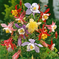 McKana Giants Mix – Columbine Seed