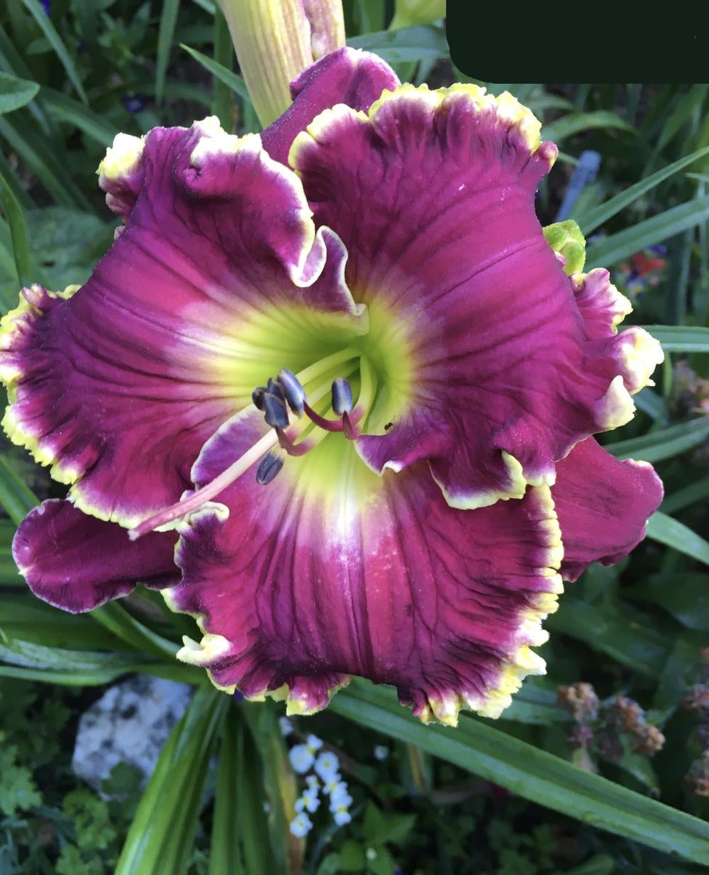 Mulberry Freeze Reblooming Daylily