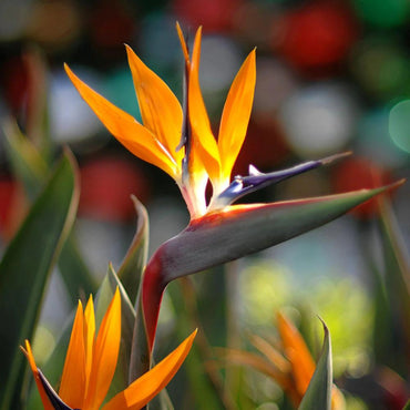 Bird of Paradise Flower Seeds