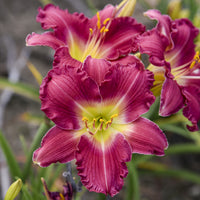 Romantic Returns Reblooming Daylily