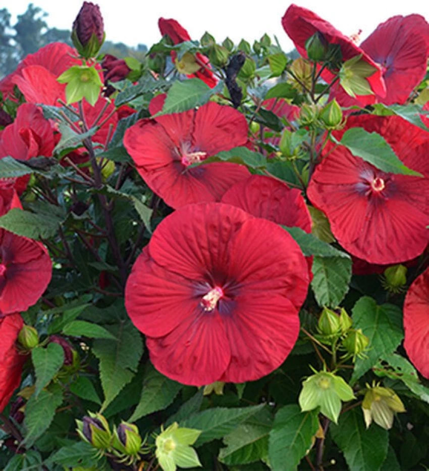 Vintage Wine Hibiscus