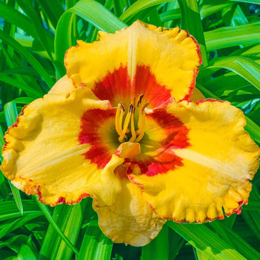 Irresistible Charm Reblooming Daylily