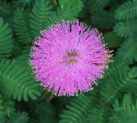 Mimosa Pudica Touch