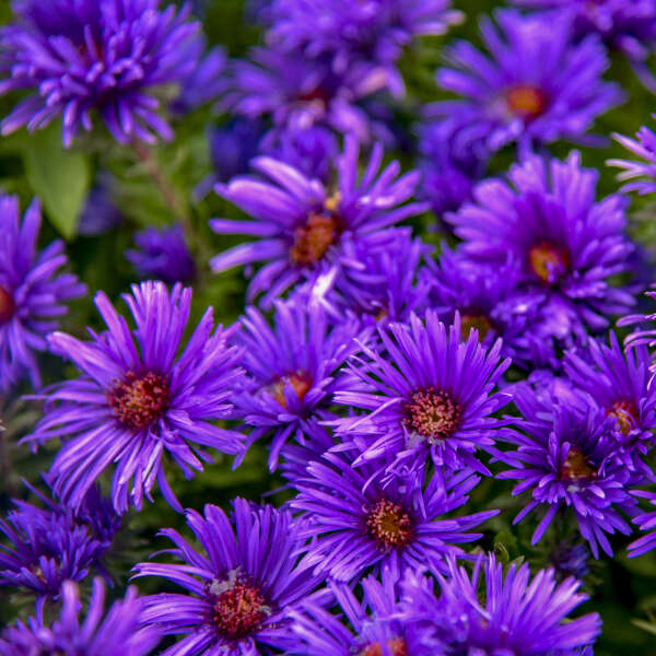 Grape Crush New England Aster