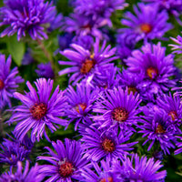 Grape Crush New England Aster