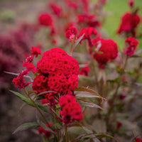 Celosia Chief Scarlet Organic Seeds