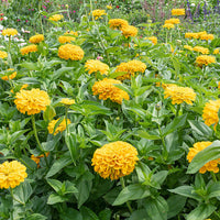 Giant Dahlia Flowered Golden Yellow Zinnia