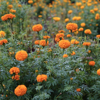 Marigold Orange Dwarf Double Seeds