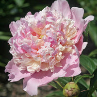 Whopper Peony