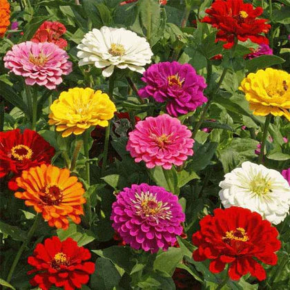 Zinnia Tall Mixed Color Seeds