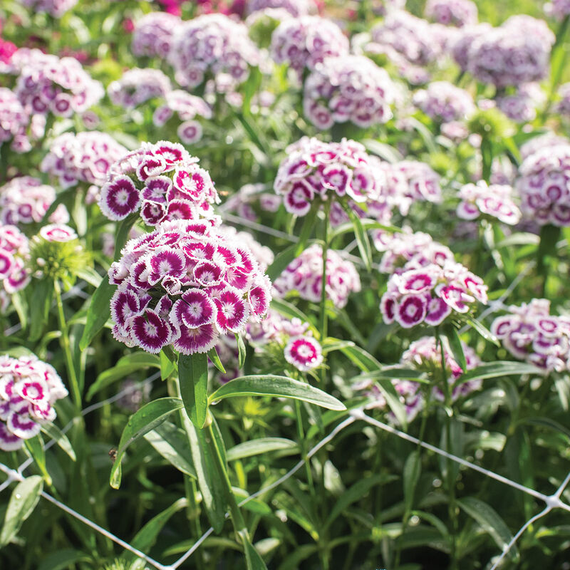 Sweet Purple/White Dianthus