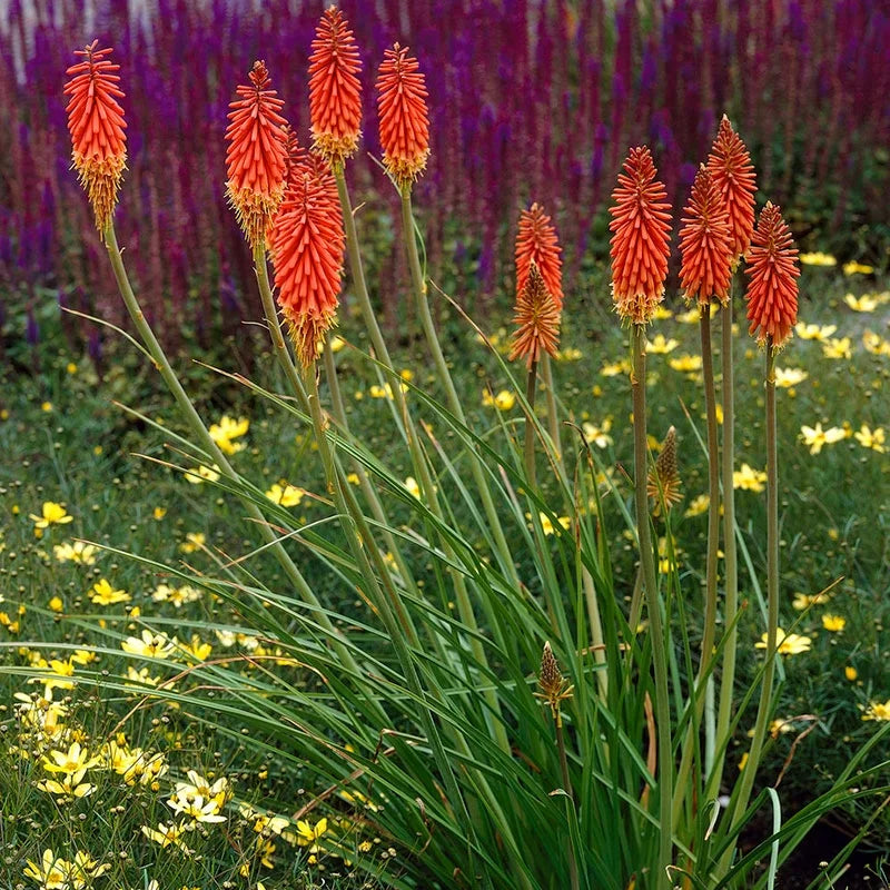 Alcazar Red Hot Poker