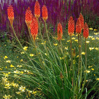 Alcazar Red Hot Poker