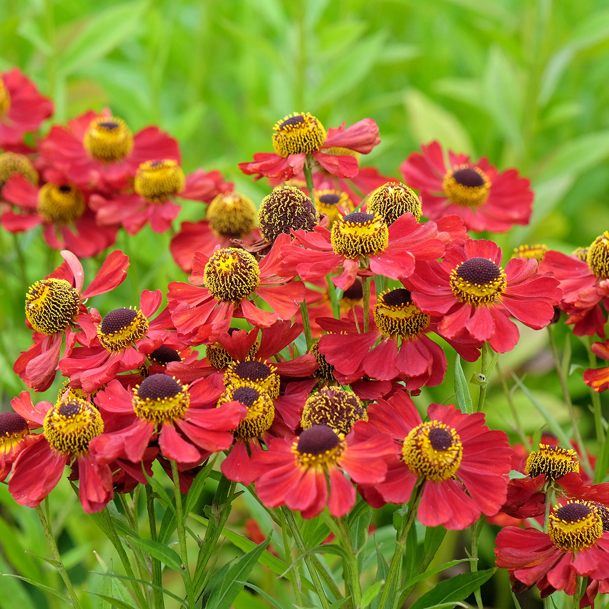 Red Jewel Helenium