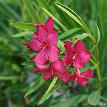 Nerium Oleander  Kaner Flower Seeds