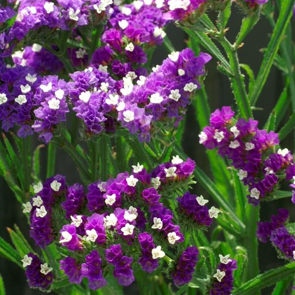 Seeker Purple – Statice Seed