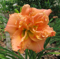 Lilylands Melon Sorbet Daylily