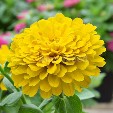 Zinnia Yellow Tall Seeds