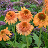 Supreme Cantaloupe Coneflower