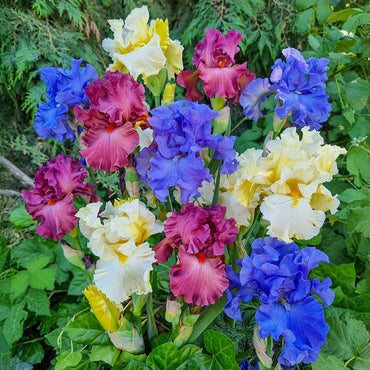 Bold Colours Bearded Iris Mixture