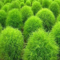 Kochia Plant, Burning Bush Seeds