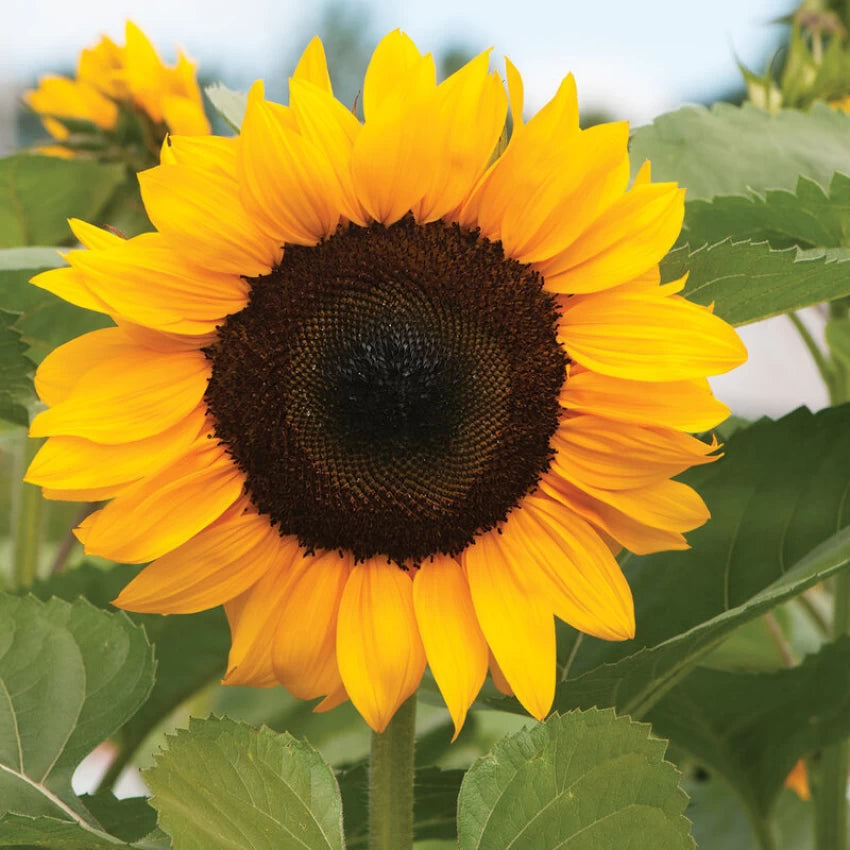 Sunflower Russian Giant Seeds