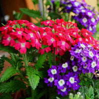 Verbena Quartz Mixed Color Flower Seeds