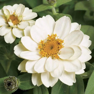 Zinnia White Tall Desi Flower Seeds