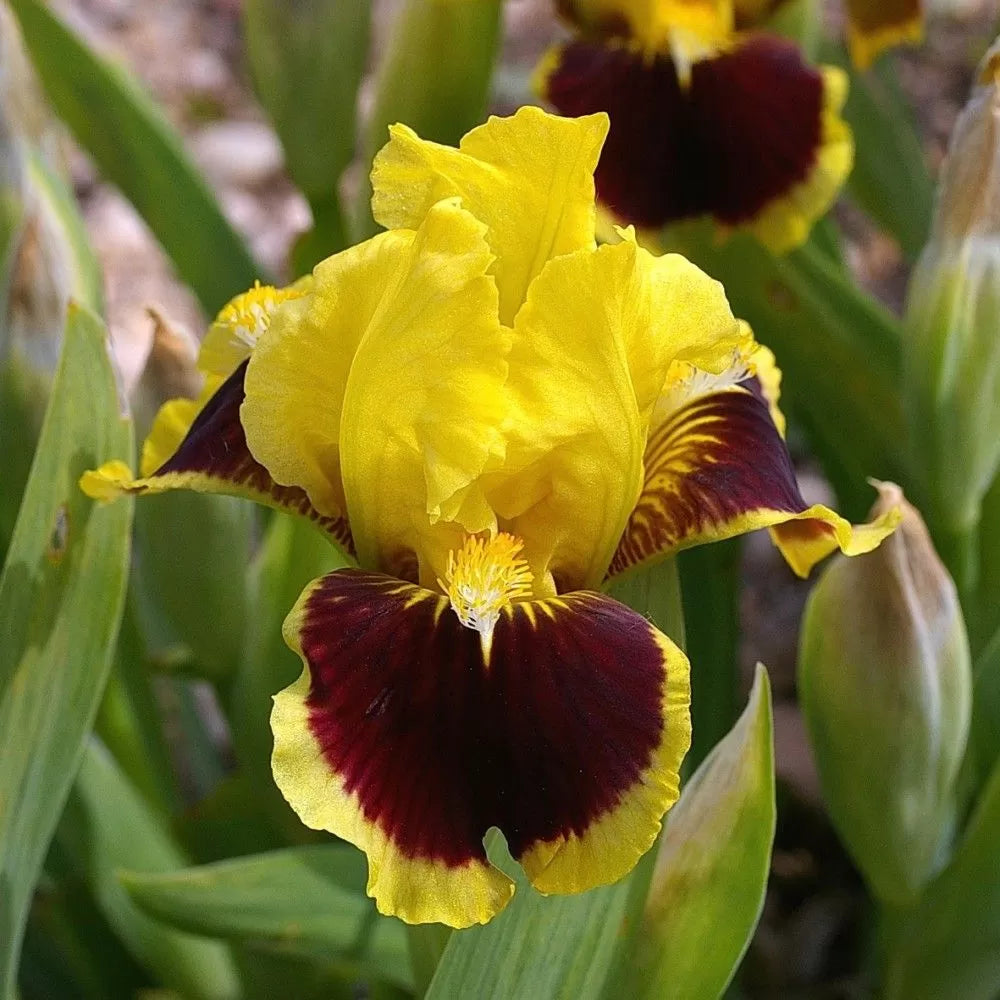 Ultimate Dwarf Bearded Iris