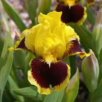 Ultimate Dwarf Bearded Iris