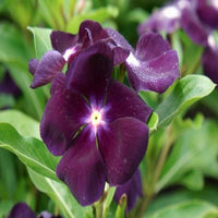 Nana Black Purple Flower Seeds