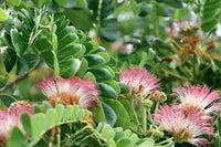 Samanea Saman Rain Tree Seeds