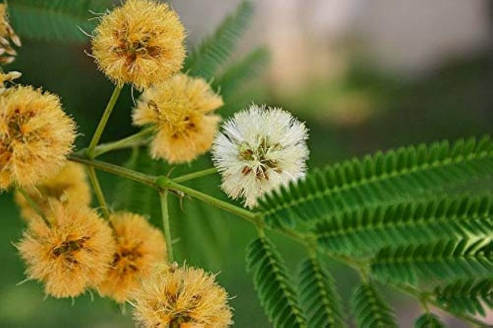 Albizia Odoratissima Seeds