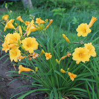 Stella de Oro Dwarf Reblooming Daylily