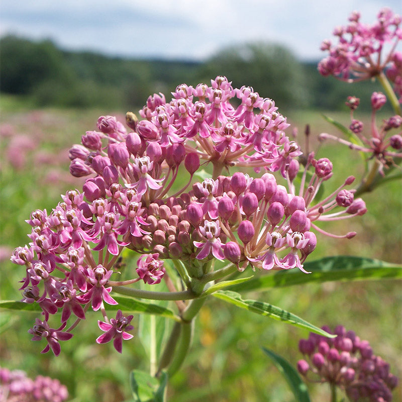 Swamp Milkweed – Asclepias Seed