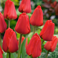 Apeldoorn Perennial Tulip Seeds