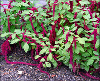 Love-Lies-Bleeding – Amaranthus Seed