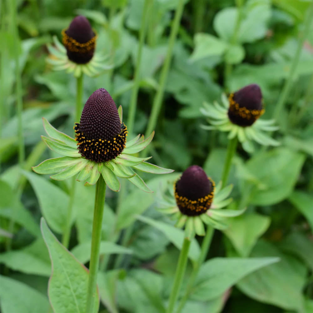 Green Wizard Coneflower