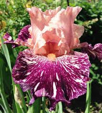 Anaconda Love Bearded Iris