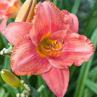 South Seas Reblooming Daylily