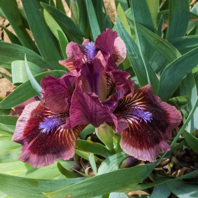 Cat's Eye Dwarf Bearded Iris