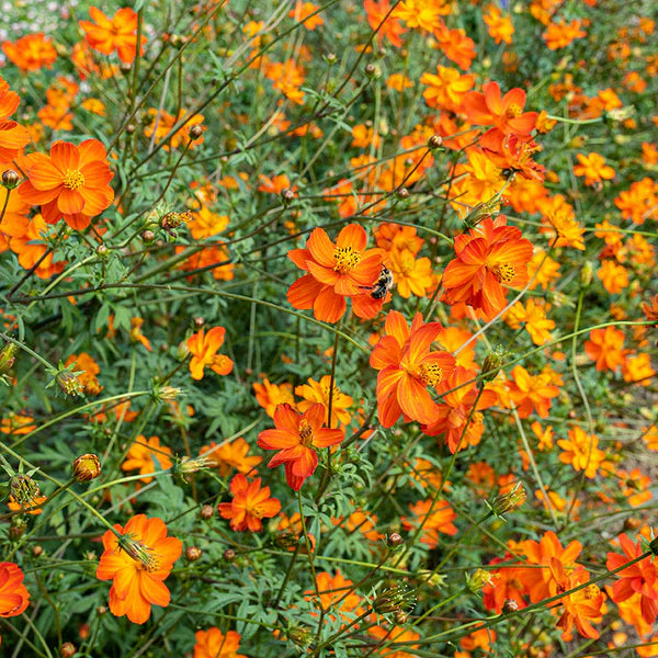 Cosmos Orange Seeds