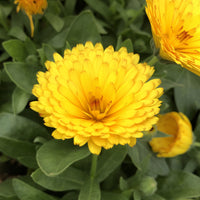 Calendula Bon Bon Yellow Flower Seeds